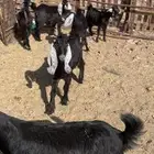تيوس عوارض