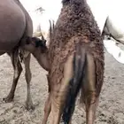 حوار لباني على حليب امه