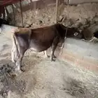 بقر المانيه لقيح