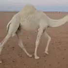 حاشي للبيع
