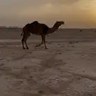 لقحه حمراء طيبه