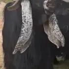 فحل عارضي معرف بالاحساء يوجد فديو لقريعه بالاعلان