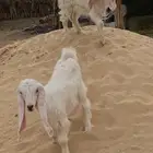 عوارض بيض جفرتين بالاحساء