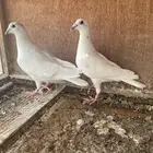 زاجل سباق