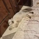 قطه هيملاي للبيع