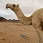 ناقه للبيع
