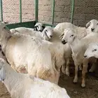 ضان حريات
