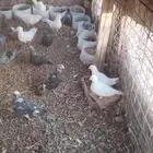 حمام مشكل للبيع مستعجل