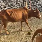 بقر مقاني للبيع