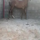 مهر واهو