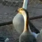 وز عراقي منتج