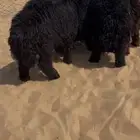 خرفان عرب
