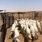 هرافى حريات طيبه