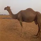 ناقة حمراء ساحلية