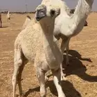 حواره رمانيه عمرها 5 شهور