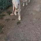 عوارض بيض تيس وجفره العمر شهرين بالاحساء