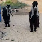عوارض مراح كامل بالاحساء