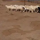 للبيع حريات حرش.