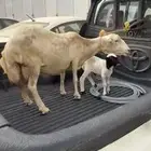 نعجه معها كبش