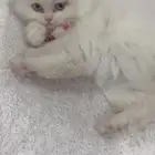 قطة شيرازي