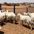 عرضين ذبايح خرفان حري ونعيم فاخر