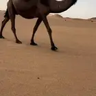 لقحه ثنو كفووو