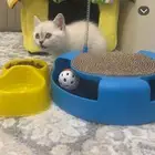 قطه شيرازيه