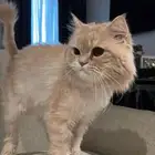 قط ذكر للبيع