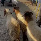 ذبايح نعيم ب 1100
