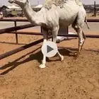 حاشي قعود مفرود طايش