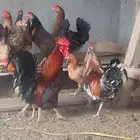 دجاج بلدي ترثه دم صافي