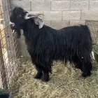 فحل عارضي