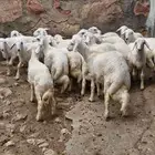 رخال وذبايح للبيع