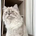 قط للتبني