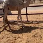 حاشي بري قصب