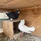 جوزين قطايف