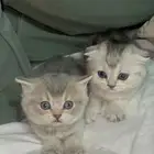 سكوتش ذكر وانثى للبيع