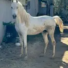 حصان