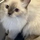 قطه للتبني عمرها سنه وشهر