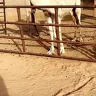 بكره البيع
