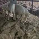 طليان تم البيع خارج الموقع