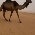 لقحه صفرا