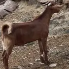 تيس فحل