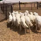 عرضين خرفان حريات طيبه