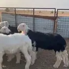 بهم نجد صنف الصنف نوادر وفواخر ..