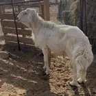 خروف فحل حري