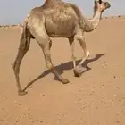 ناقه منتج بنت راهي مضفر