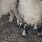 بهم نعيم العدد 20