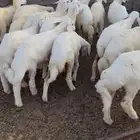طليان ورخال