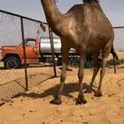 لقحه كفو رباع